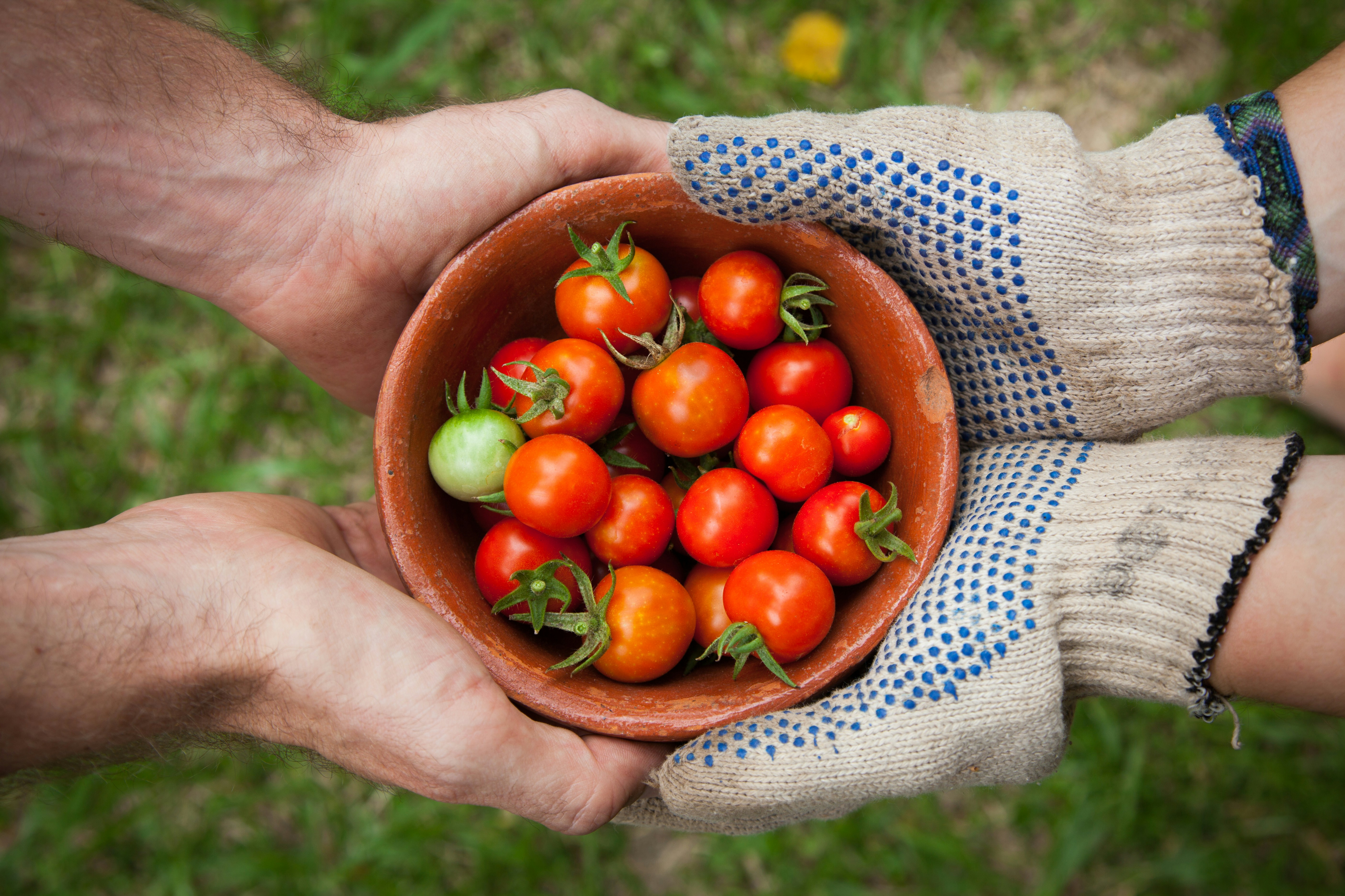 Tomates cerises du jardin